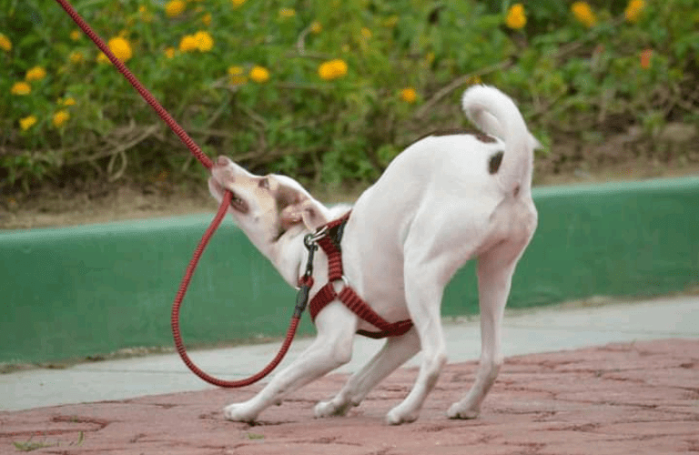Apprentissage de la marche en laisse avec un éducateur canin