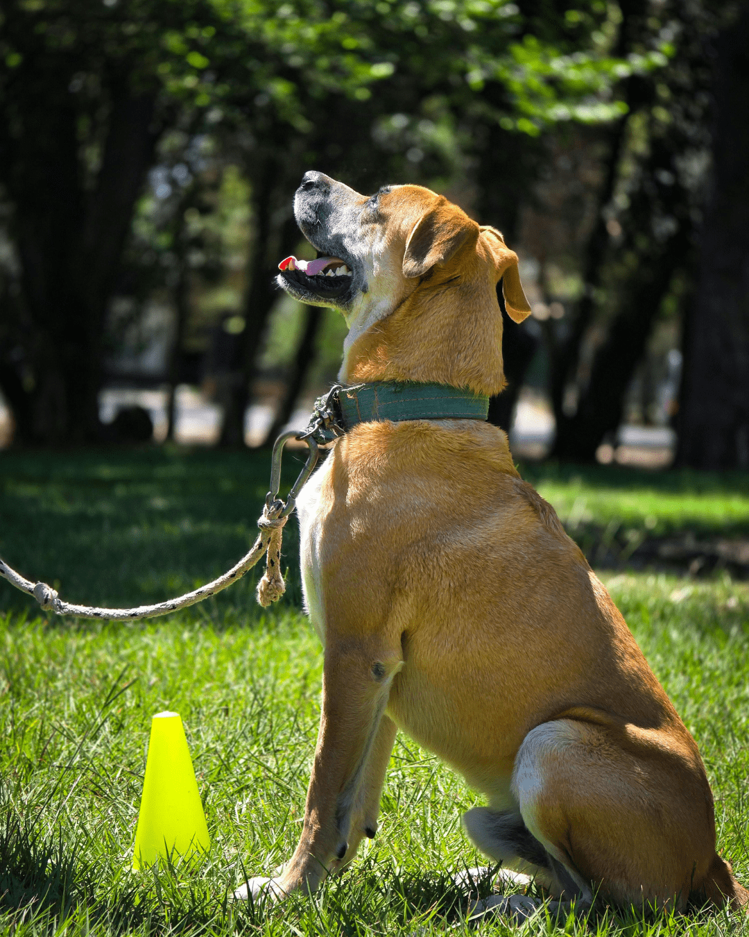 Éducateur canin expliquant le comportement du chien à son propriétaire
