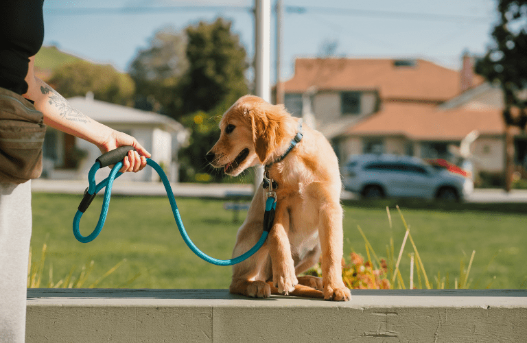 Apprentissage de la marche en laisse avec un chio