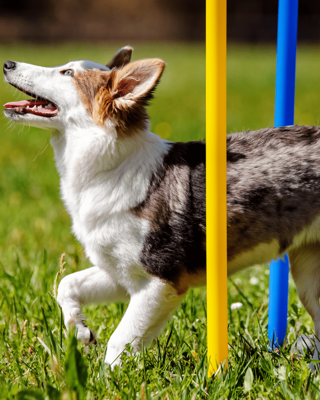 Exercice de rappel avec un chiot en extérieur