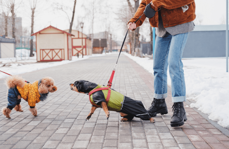 Accompagnement d'un chien réactif envers ses congénères