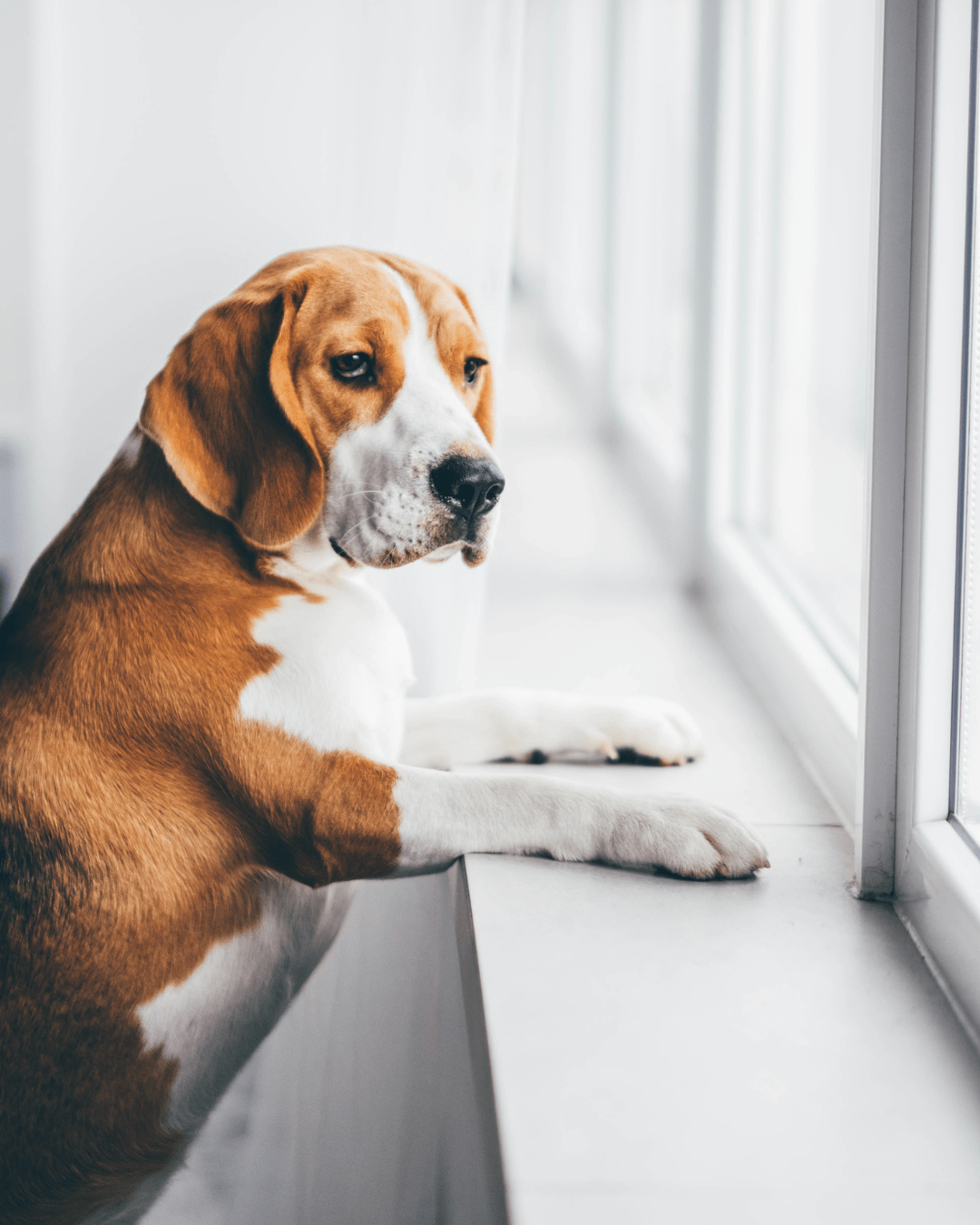 Accompagnement d'un chien souffrant d'anxiété de séparation