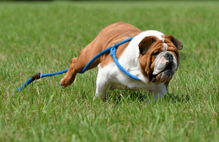 Travail du rappel avec un chien en extérieur