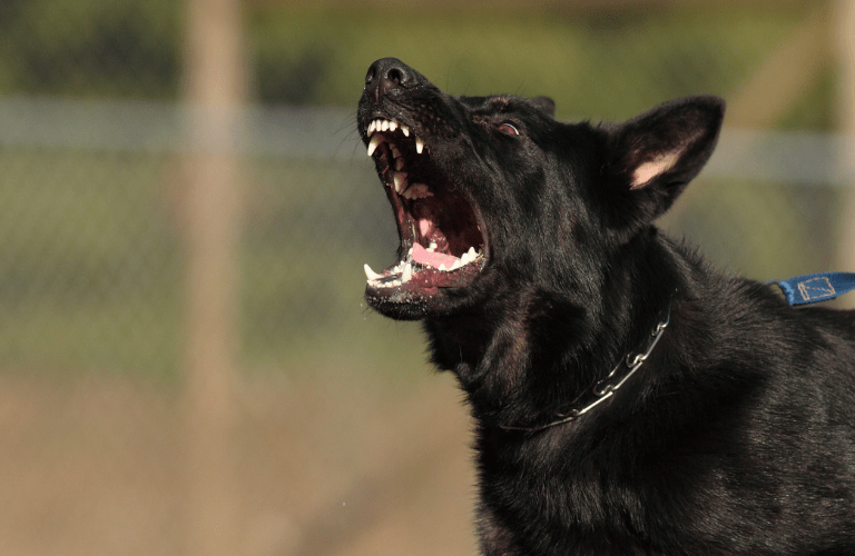 Séance de rééducation comportementale avec un chien agressif