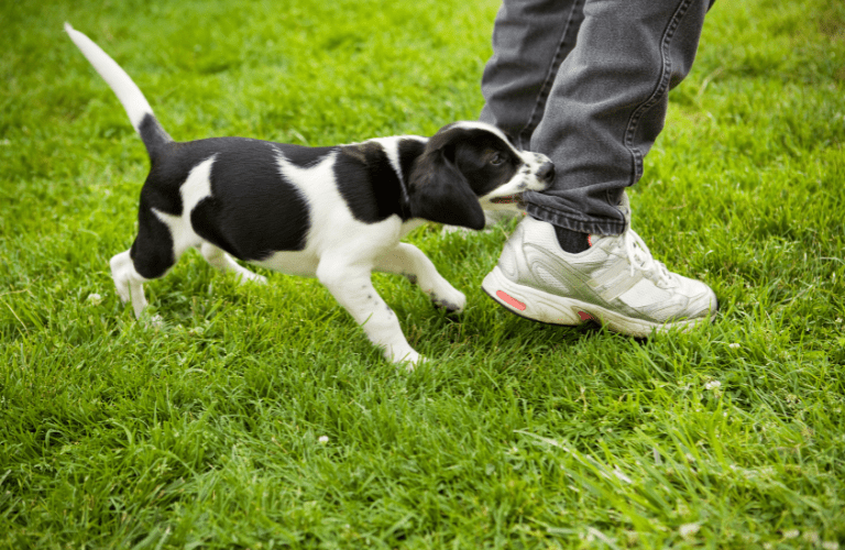 Propriétaire apprenant à mieux comprendre son chiot
