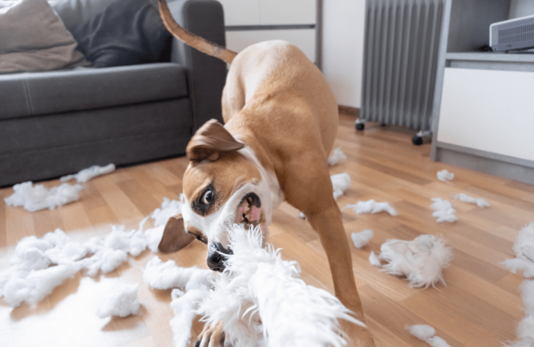 Travail comportemental avec un chien destructeur