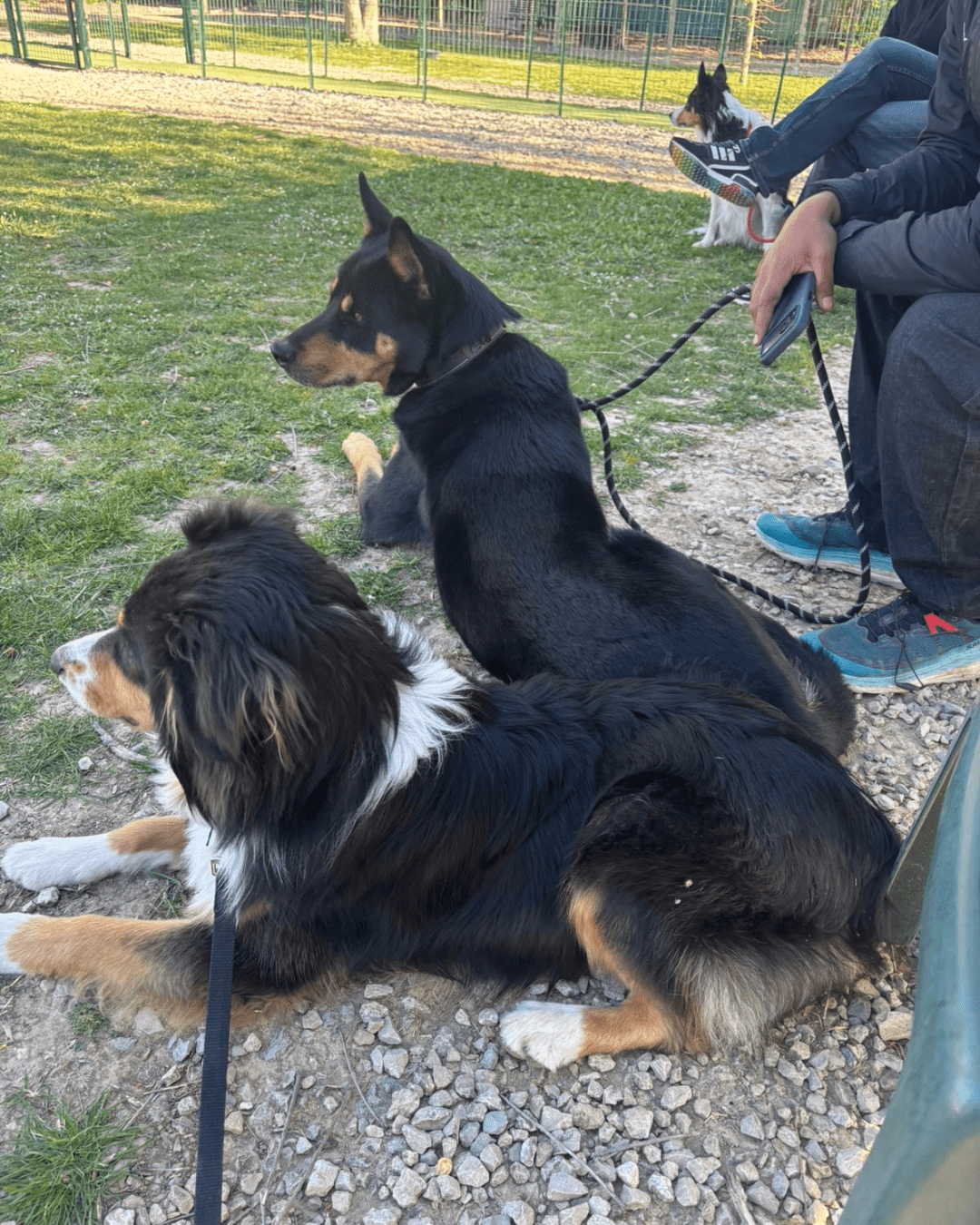 Garderie canine à Charenton-le-Pont