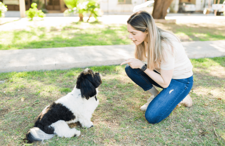 Éducateur canin accompagnant un chien lors d'une séance individuelle
