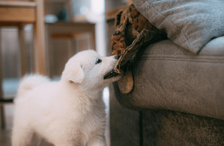 Apprentissage des règles de vie avec un jeune chiot