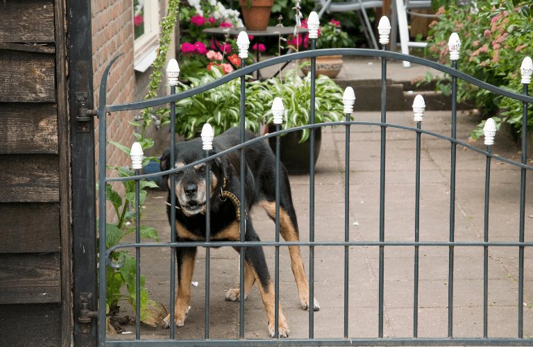 Chien agressif aboyant derrière un portail pendant une séance comportementale