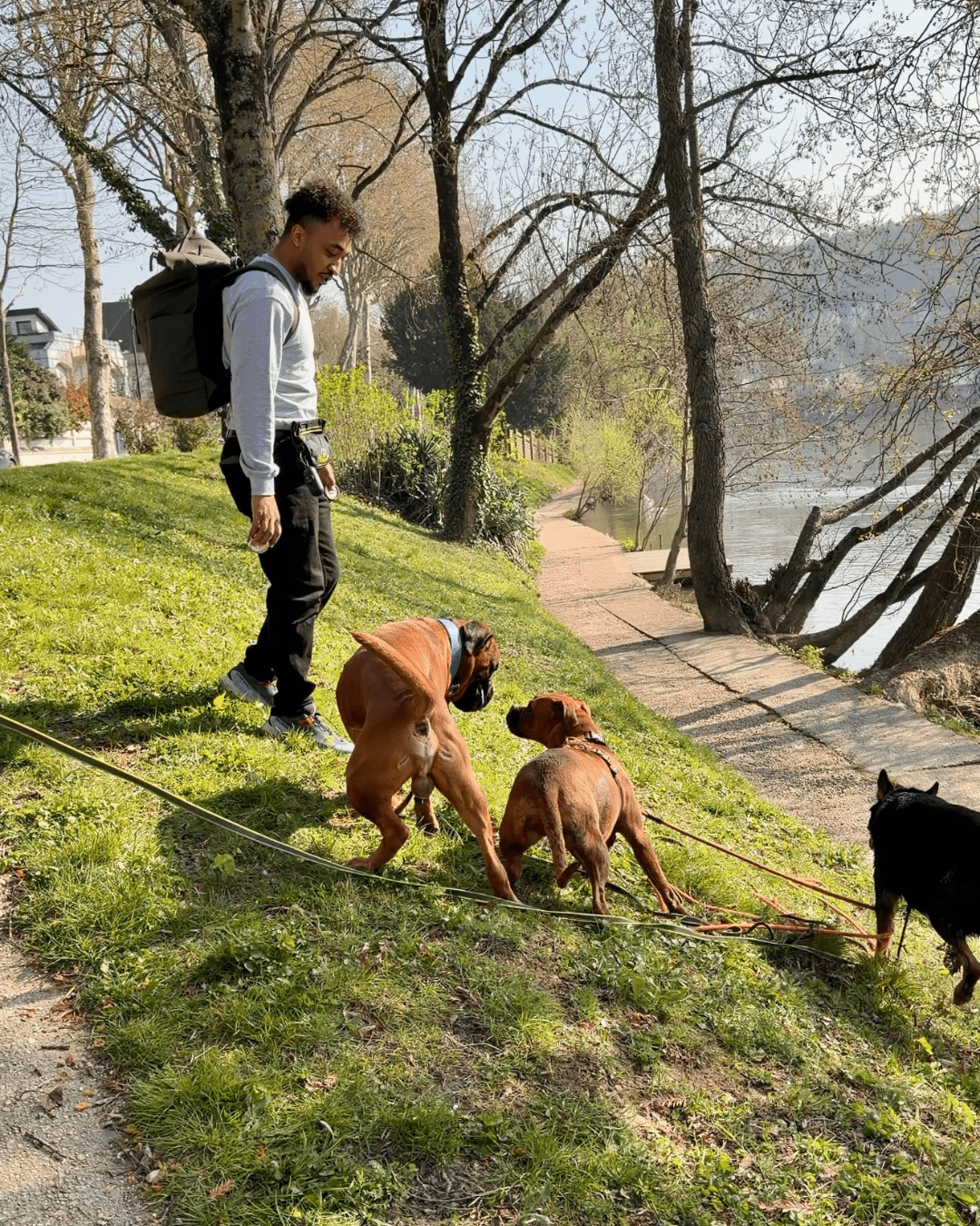 Séance de garderie éducative encadrée par un éducateur canin
