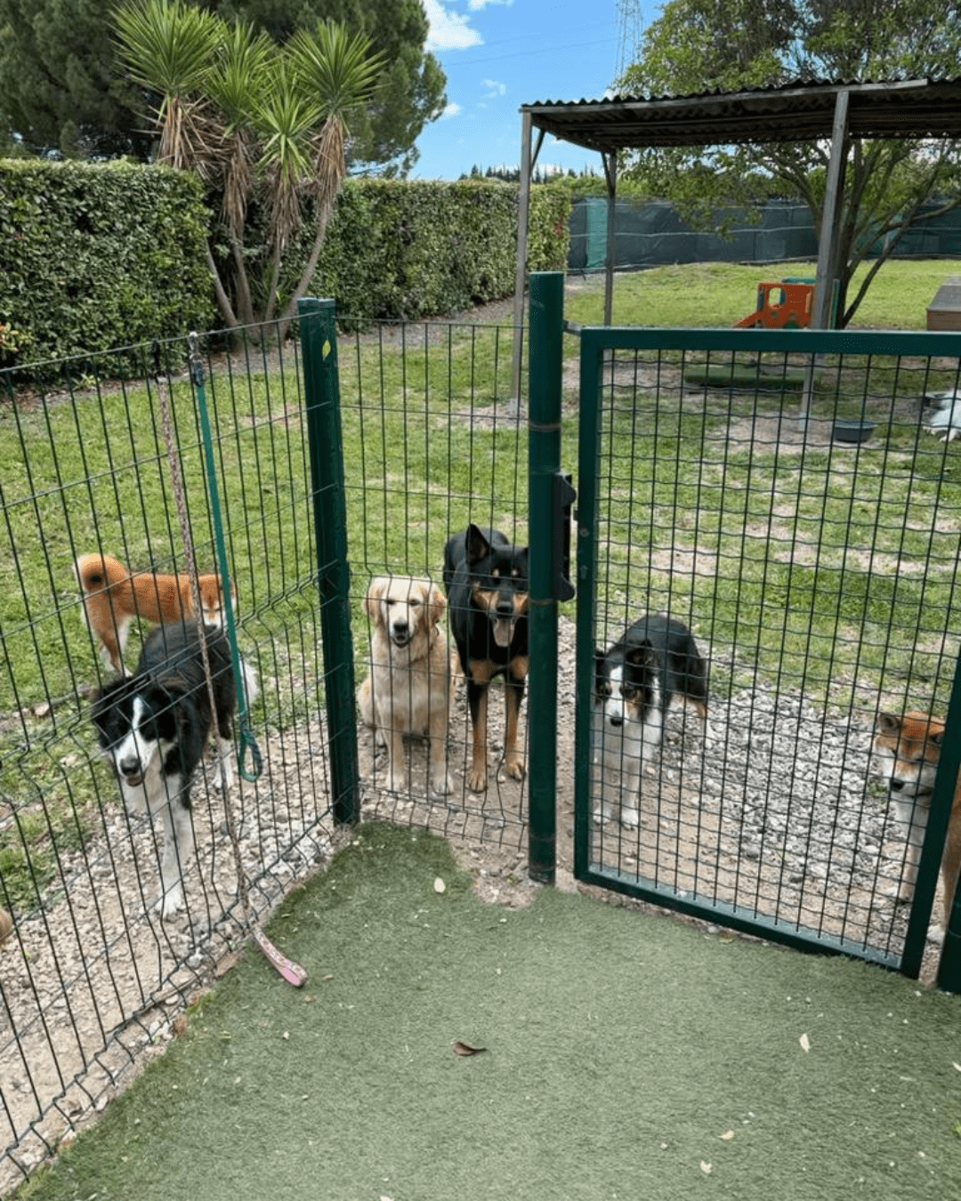 Chien accueilli en pension canine dans le Val-de-Marne