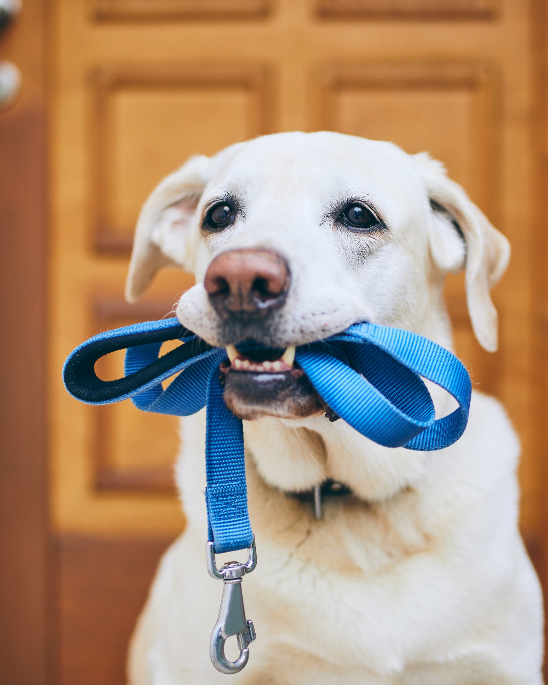 apprentissage de la marche en laisse avec un chien