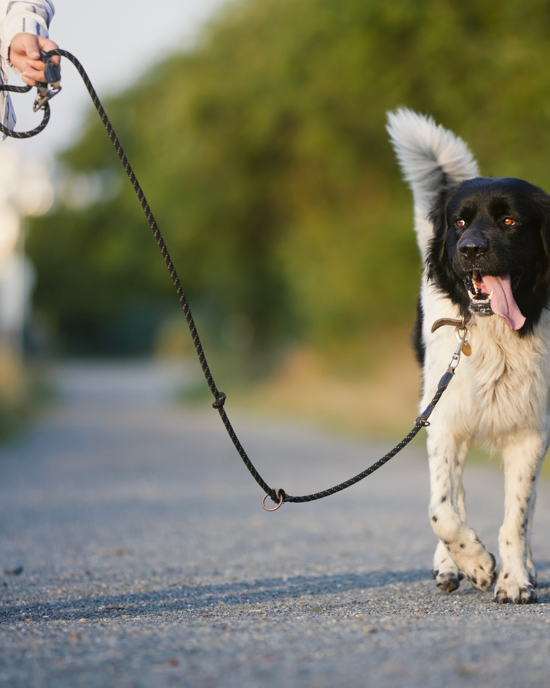 chien en promenade avec une laisse détendue