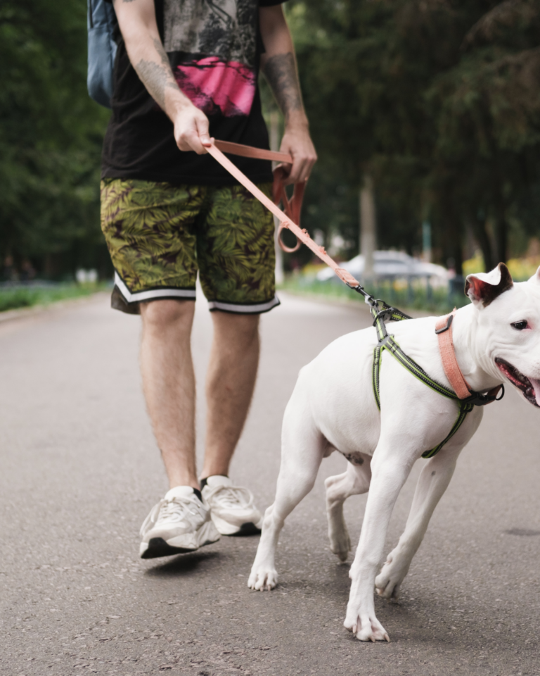 chien qui tire en laisse pendant une promenade