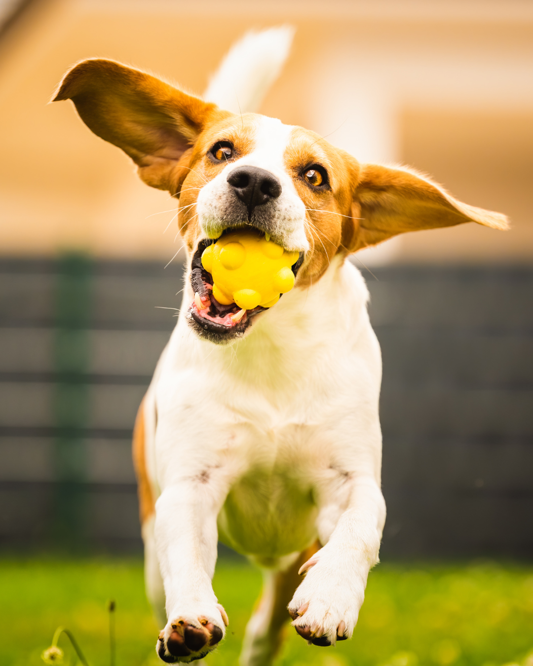 Garde de chien avec éducateur comportementaliste canin à Charenton-le-Pont
