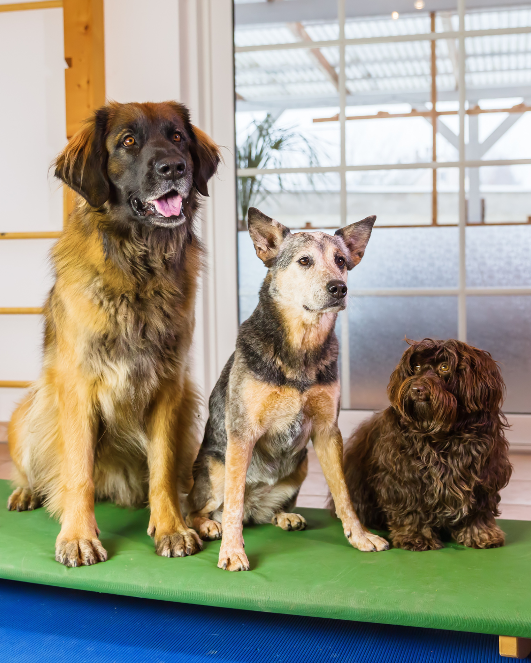Chiens accueillis en pension canine dans le Val-de-Marne