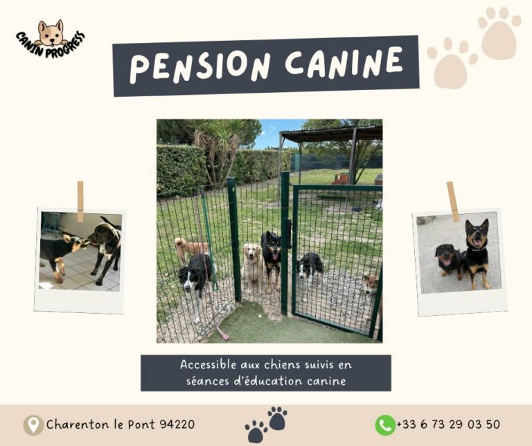 Jonathan Canin Progress avec des chiens dans sa pension canine à Charenton-le-Pont